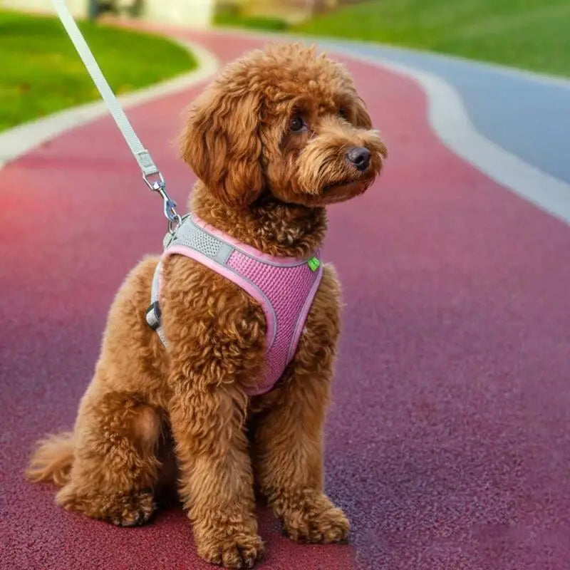 Adjustable Reflective Pet Harness with Leash | Escape-Proof Vest
